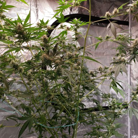 SLH growlog timeline photo