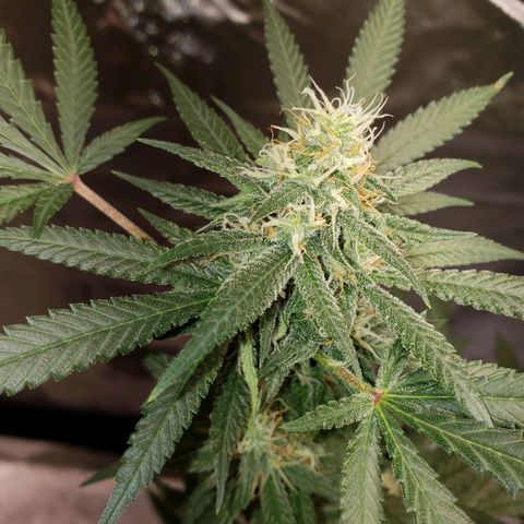 SLH growlog timeline photo