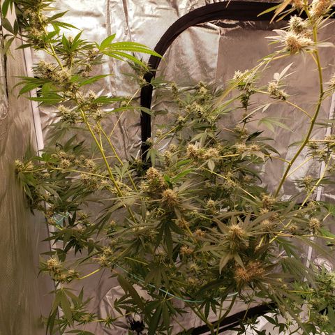 SLH growlog timeline photo