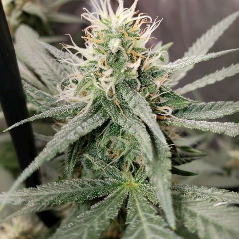 SLH growlog timeline photo