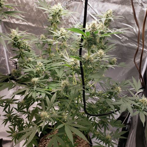 SLH growlog timeline photo