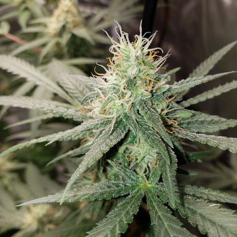 SLH growlog timeline photo