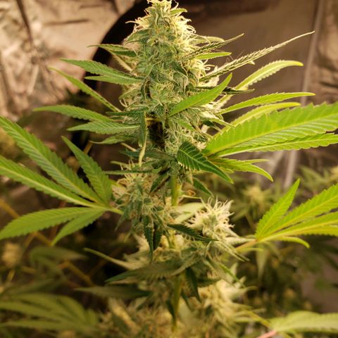 SLH growlog timeline photo