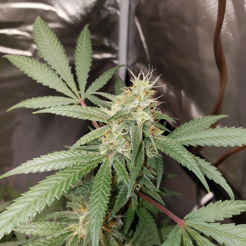 SLH growlog timeline photo