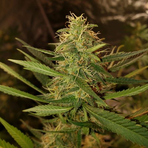 SLH growlog timeline photo