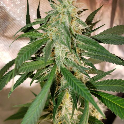 SLH growlog timeline photo