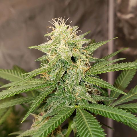 SLH growlog timeline photo
