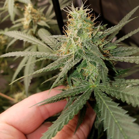 SLH growlog timeline photo