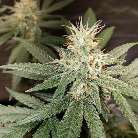 SLH growlog timeline photo