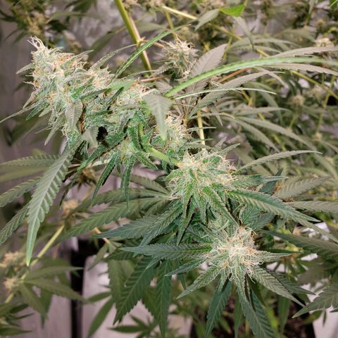 SLH growlog timeline photo
