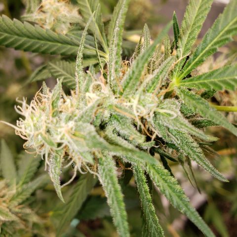 SLH growlog timeline photo