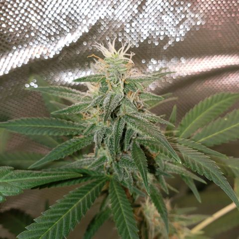 SLH growlog timeline photo