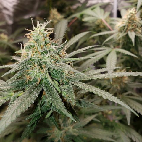 SLH growlog timeline photo