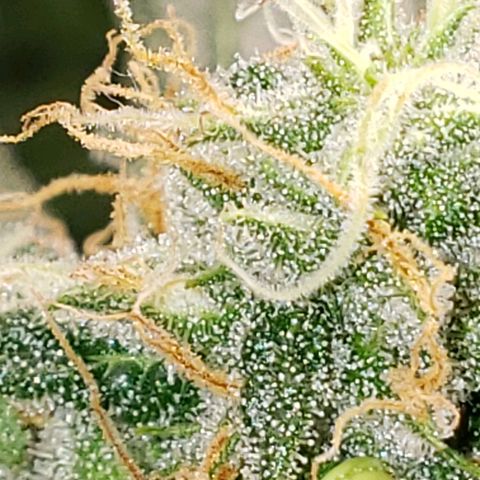 SLH growlog timeline photo