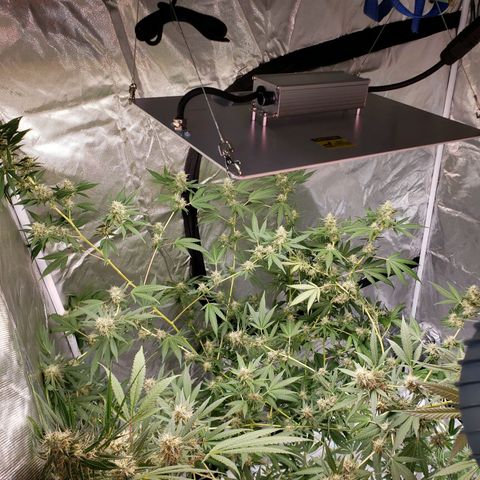 SLH growlog timeline photo