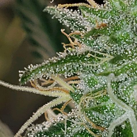 SLH growlog timeline photo