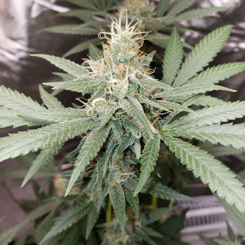 SLH growlog timeline photo
