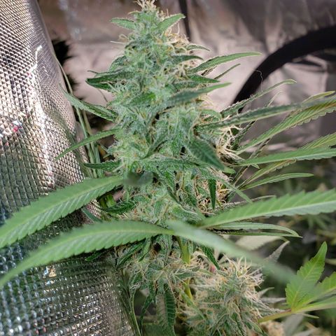 SLH growlog timeline photo
