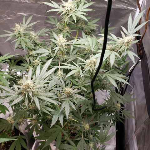 SLH growlog timeline photo