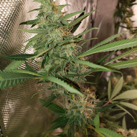 SLH growlog timeline photo