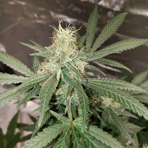 SLH growlog timeline photo