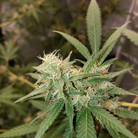 SLH growlog timeline photo