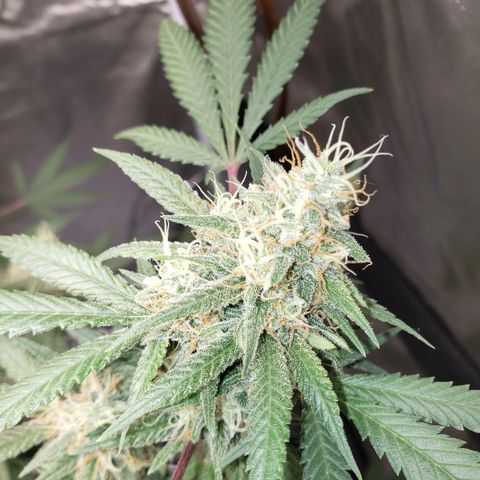 SLH growlog timeline photo