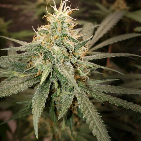 SLH growlog timeline photo