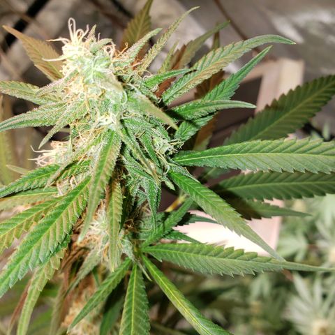 SLH growlog timeline photo