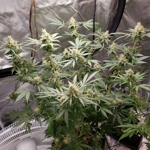 SLH growlog timeline photo