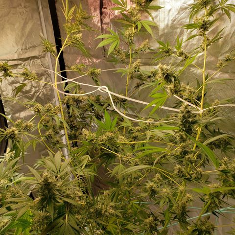 SLH growlog timeline photo