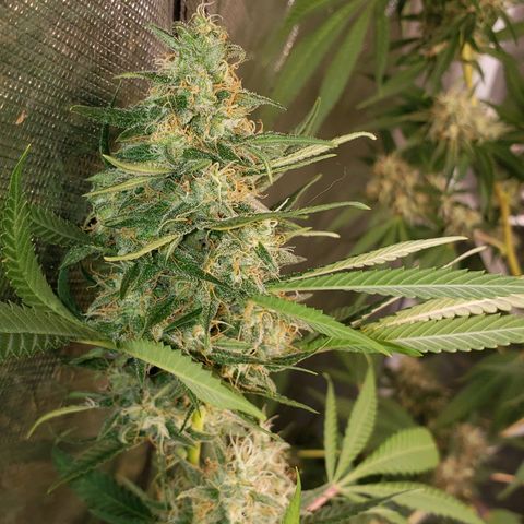 SLH growlog timeline photo