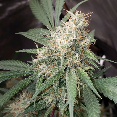 SLH growlog timeline photo