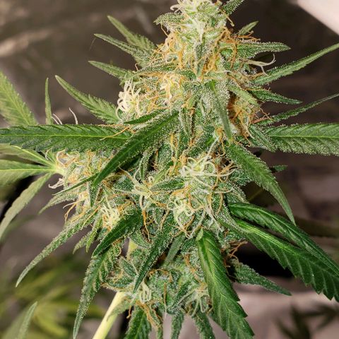 SLH growlog timeline photo