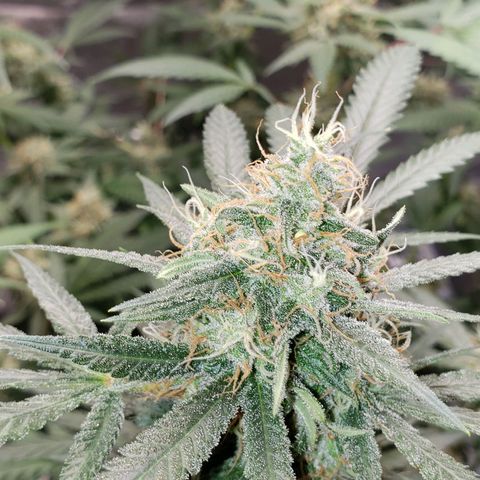 SLH growlog timeline photo