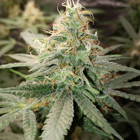 SLH growlog timeline photo