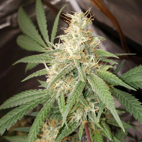 SLH growlog timeline photo