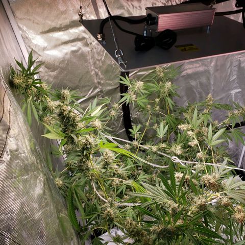 SLH growlog timeline photo