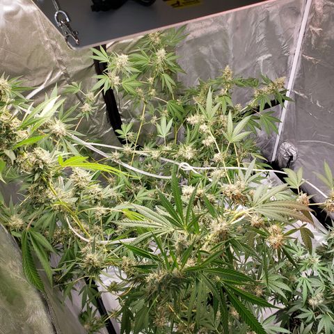 SLH growlog timeline photo