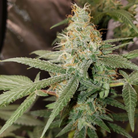 SLH growlog timeline photo