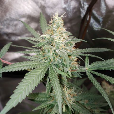 SLH growlog timeline photo
