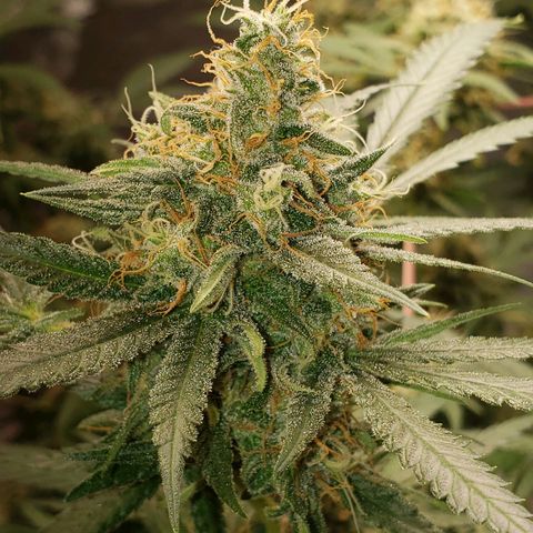 SLH growlog timeline photo