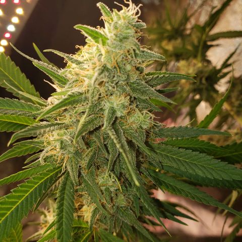 SLH growlog timeline photo
