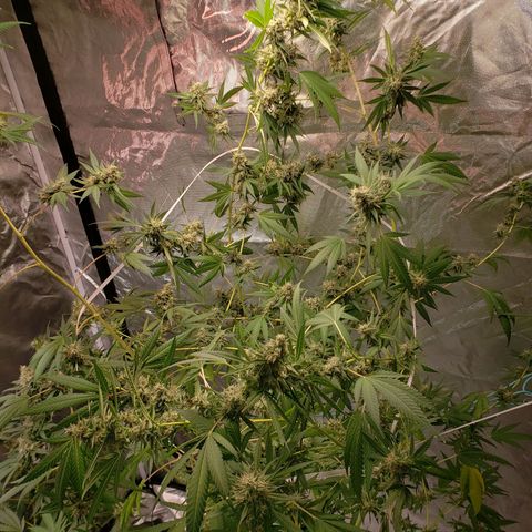 SLH growlog timeline photo