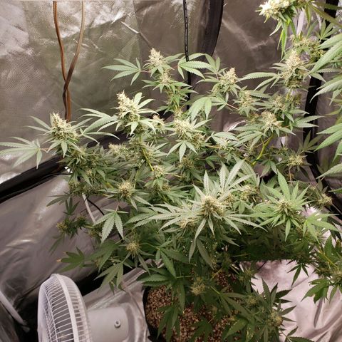 SLH growlog timeline photo