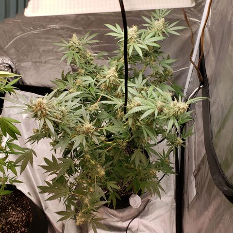 SLH growlog timeline photo