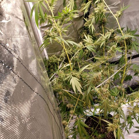 SLH growlog timeline photo