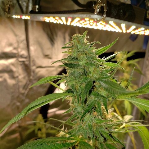 SLH growlog timeline photo