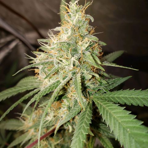 SLH growlog timeline photo