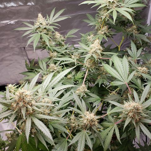 SLH growlog timeline photo